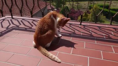 balkonda evcil kedi 