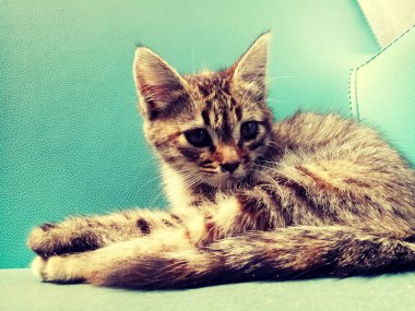 Küçük kediler ve Kitty 