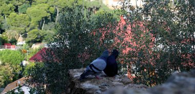 güvercin tutkulu bir öpücük