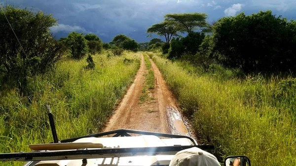 Gerçek Safari