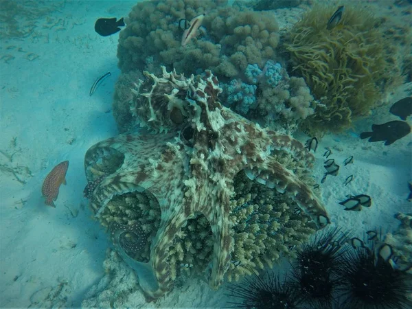 Red octopus hunting — Stock Photo, Image