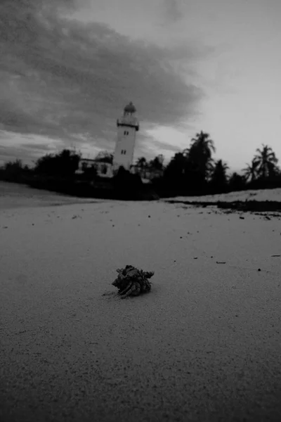 Un crab în trecere — Fotografie, imagine de stoc