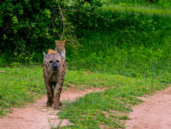 Leopardo Hyena Tiveram Alguma Interação Zâmbia — Fotografia de Stock