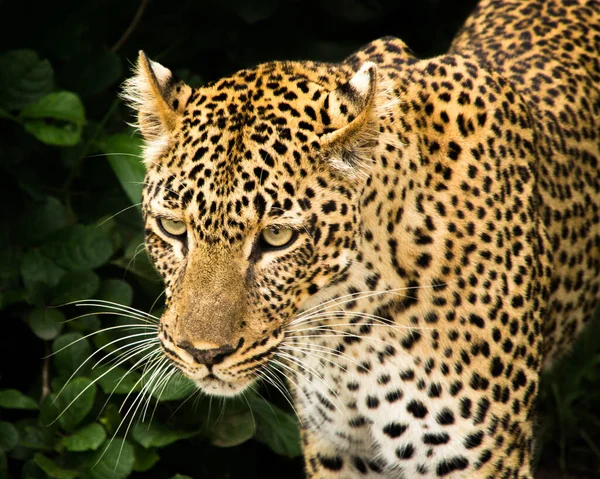 Leopar çalılıklardan çıkıyor.