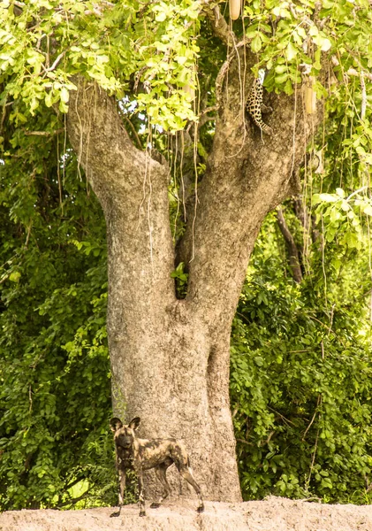 Cães Selvagens Perseguiram Leopardo Numa Árvore Salsichas Zâmbia — Fotografia de Stock