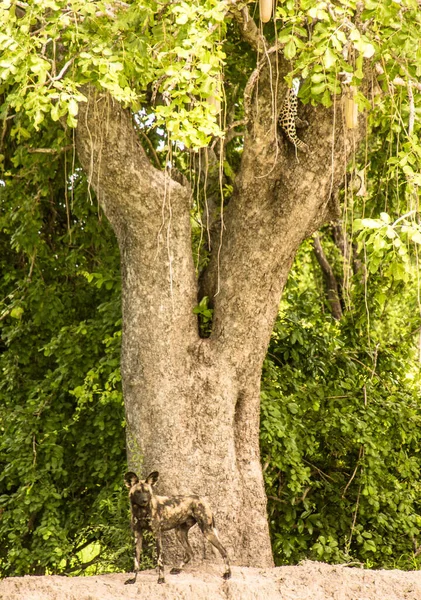 Wild Dogs Chased Leopard Sausage Tree Zambia — Stock Photo, Image