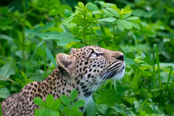 Yeşil Çalılıklarda Leoparlar Yavrular Stok Fotoğraf