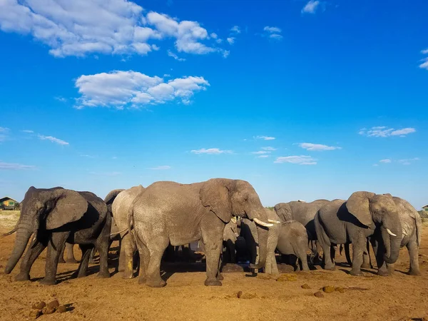Botswana 'daki bir su birikintisinin etrafındaki filler.