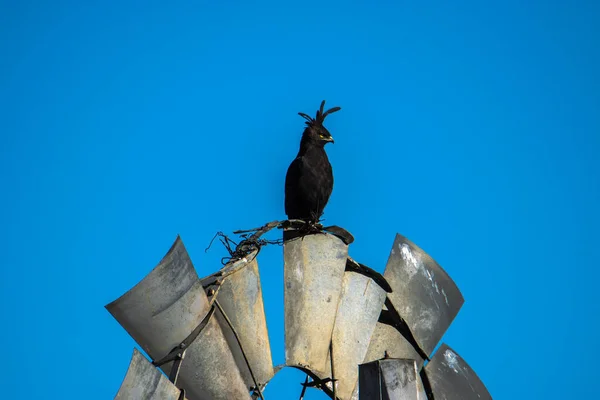 Crested eagle sitting on a wind pump