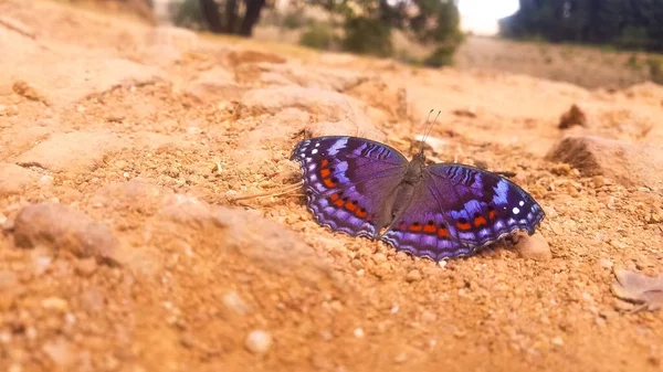 Mor bir kelebek donuk zeminde oturuyor