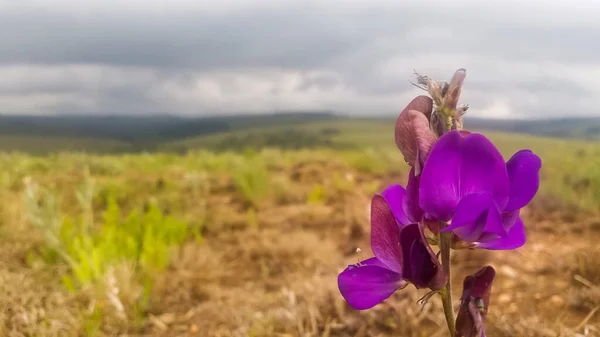 Malawi dağlarında yetişen orkide
