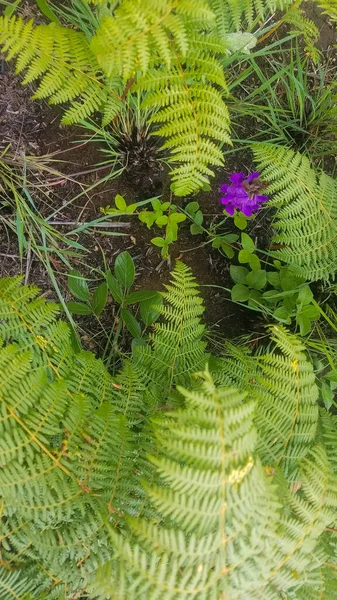 Flor Roxa Crescendo Com Samambaias — Fotografia de Stock