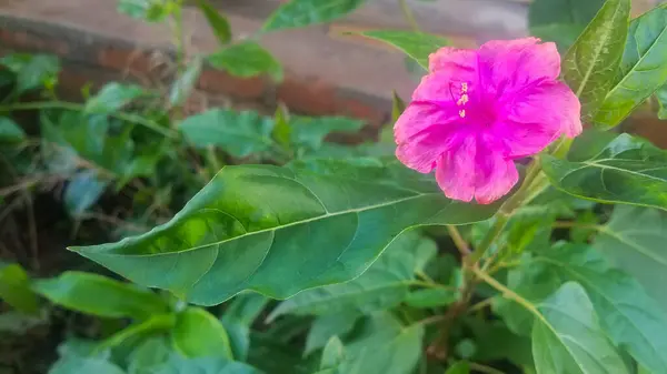 Yeşil yapraklı pembe çiçek