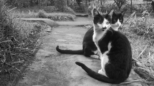 Siyah-beyaz siyah-beyaz kedi fotoğrafı