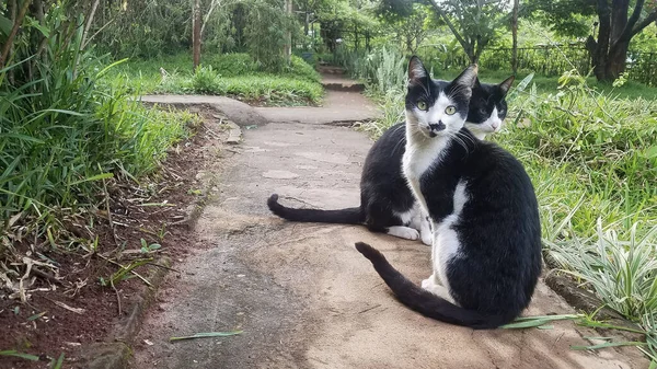 Siyah Beyaz Kedi Patikada Oturuyor Stok Resim