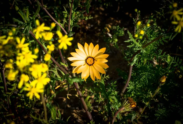 Uma Margarida Amarela Com Flores Mais Amarelas — Fotografia de Stock