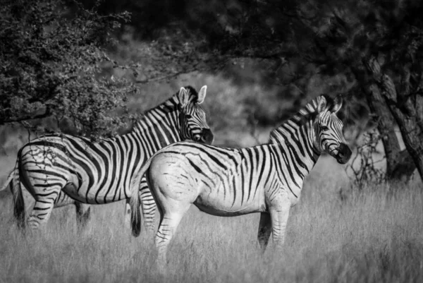 Zebra 'nın birlikte durduğu siyah beyaz fotoğraf