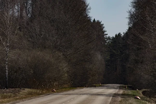 Siauliai Lituânia Uma Estrada Rural Floresta — Fotografia de Stock