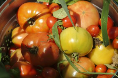 Cornwall, Ct, Amerika Ev yetiştirilen domates