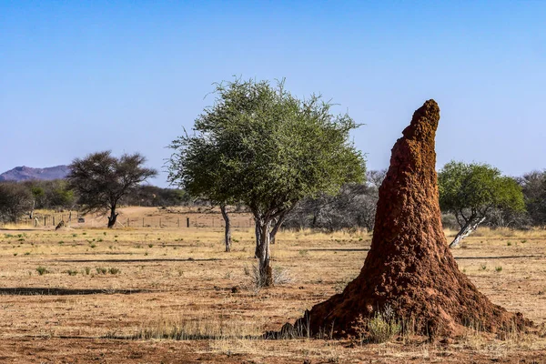 Kalahari Sivatag Namíbia Termite Mounds Kalahári — Stock Fotó