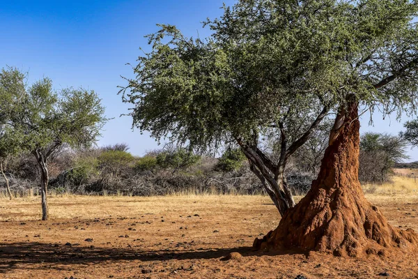 Kalahari Sivatag Namíbia Termite Mounds Kalahári — Stock Fotó
