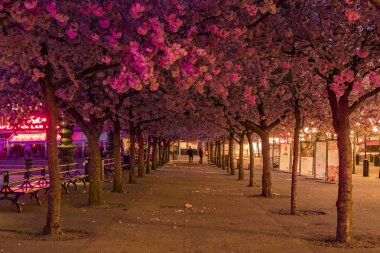 Stockholm, İsveç Kral Bahçesi'ndeki kiraz çiçekleri.