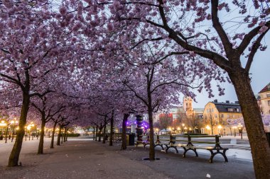 Stockholm, İsveç Kral Bahçesi'ndeki kiraz çiçekleri.