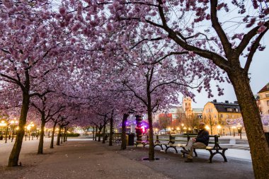 Stockholm, İsveç Kral Bahçesi'ndeki kiraz çiçekleri.