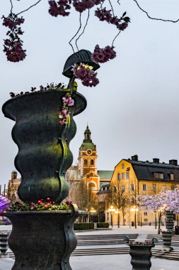 Stockholm, İsveç Kral Bahçesi'ndeki kiraz çiçekleri.