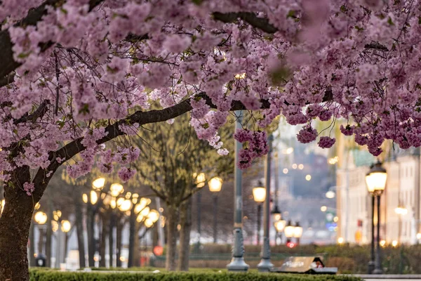 Stockholm Schweden Die Kirschblüten Garten Des Königs — Stockfoto