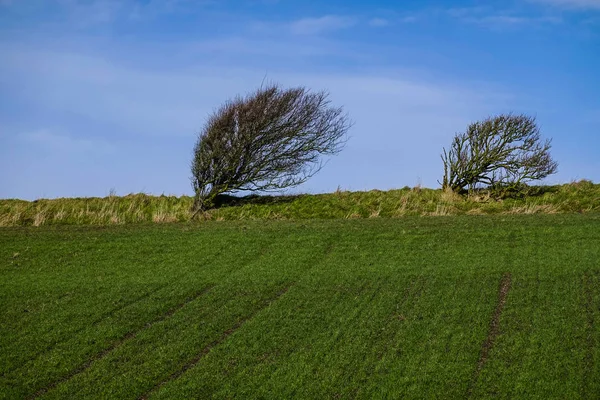 Hirtshalls Denemarken Een Wind Geveegd Heuvel Bomen Aan Westkust Van — Stockfoto