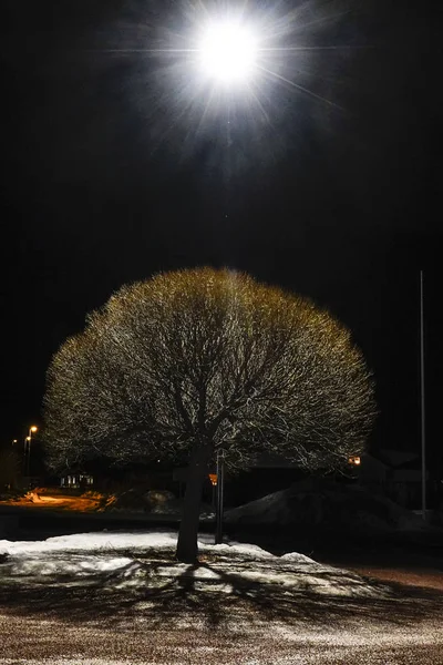 Falun, Sweden A single tree under a street lamp in a parking lot.