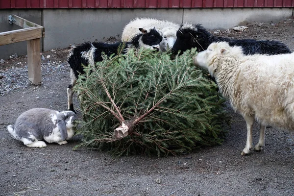 Stockholm Sverige Husdjur Lokal Park Petting Zoo Munch Eller Äta — Stockfoto