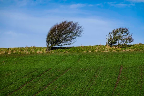 Hirtshalls Denemarken Een Wind Geveegd Heuvel Bomen Aan Westkust Van — Stockfoto