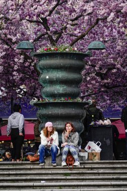 Stockholm, İsveç İnsanlar kungstradgarden parkta kiraz çiçekleri hayran, ya da King's Garden.