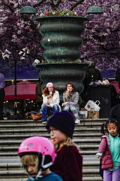 Stockholm Svédország Emberek Csodálnak Meggy Virágokat Kungstradgarden Parkban Vagy King — Stock Fotó