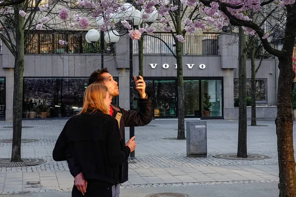 Stockholm Suède Les Gens Admirent Les Fleurs Cerisier Dans Parc — Photo