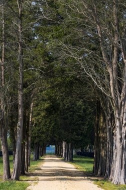 Sotterley, Maryland, Abd Bir çiftlik evinde ağaçların uzun bir sokak.