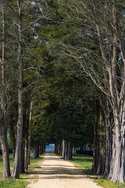 Sotterley Maryland Usa Long Alley Trees Farmhouse — Stock Photo, Image