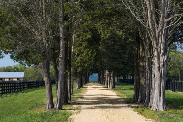 Sotterley Maryland Usa Long Alley Trees Farmhouse — Stock Photo, Image