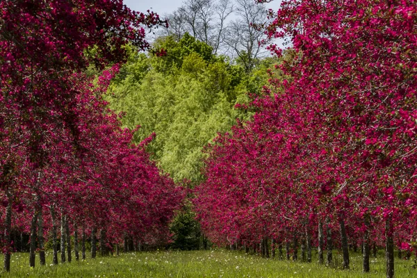 Cornwall, Connecticut Abd Yengeç elma ağaçları ve çiçekleri.