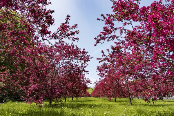Cornwall Connecticut Usa Crab Apple Trees Blossoms — Stock Photo, Image