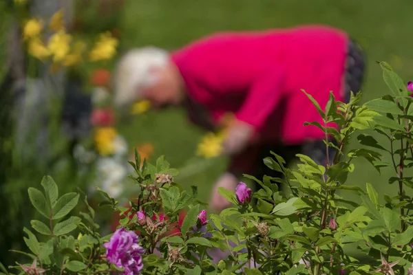 Leksand Suecia Una Mujer Mayor Recogiendo Flores —  Fotos de Stock