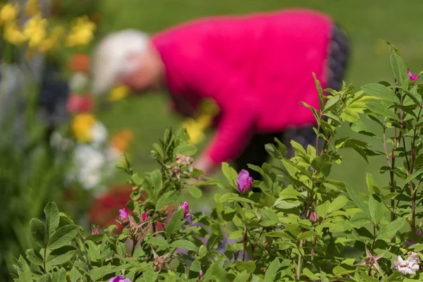 Leksand Suecia Una Mujer Mayor Recogiendo Flores —  Fotos de Stock