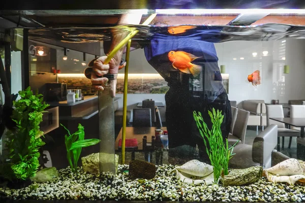 Vilnius, Litvanya Bir adam bir balık tankı vakumlar.