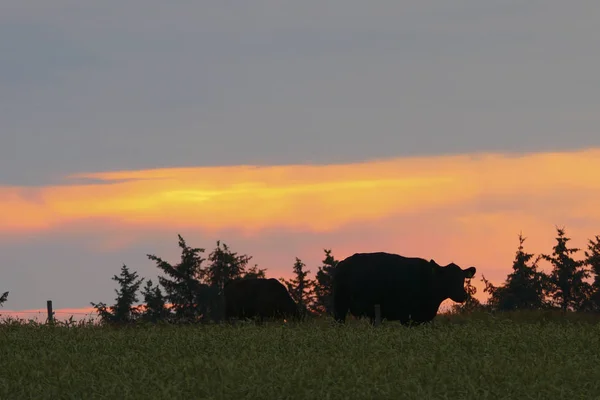 Hirtshals Danemark Vaches Angus Noires Pâturant Dans Les Champs Coucher — Photo