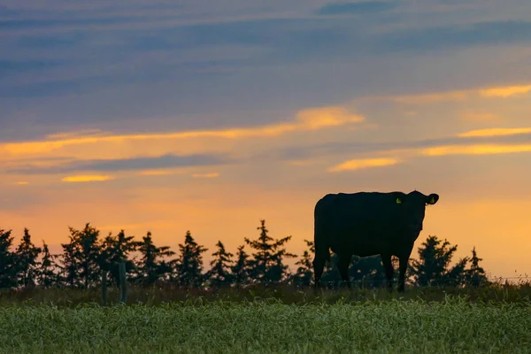 Hirtshals Dania Black Angus Krowy Wypas Polach Zachodzie Słońca — Zdjęcie stockowe