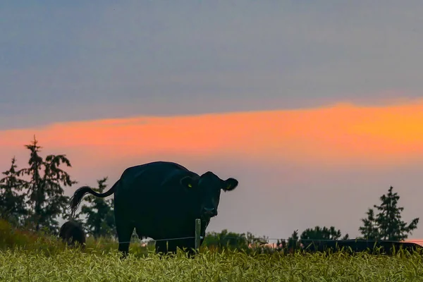 Hirtshals Denmark Black Angus Cows Grazing Fields Sunset — Stock Photo, Image