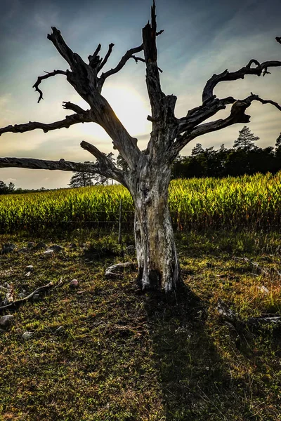 Ein Abgestorbener Baumstamm Der Neben Einem Maisfeld Steht — Stockfoto