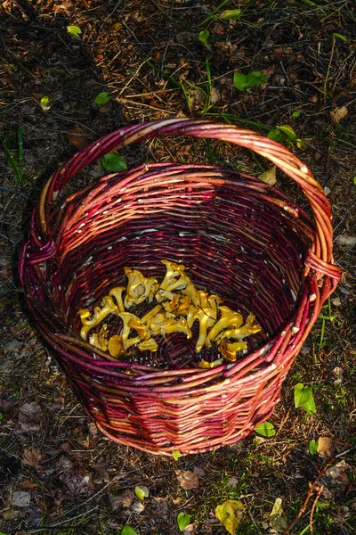 Gotland Sverige Kantarellsvamp Plockning Hösten — Stockfoto